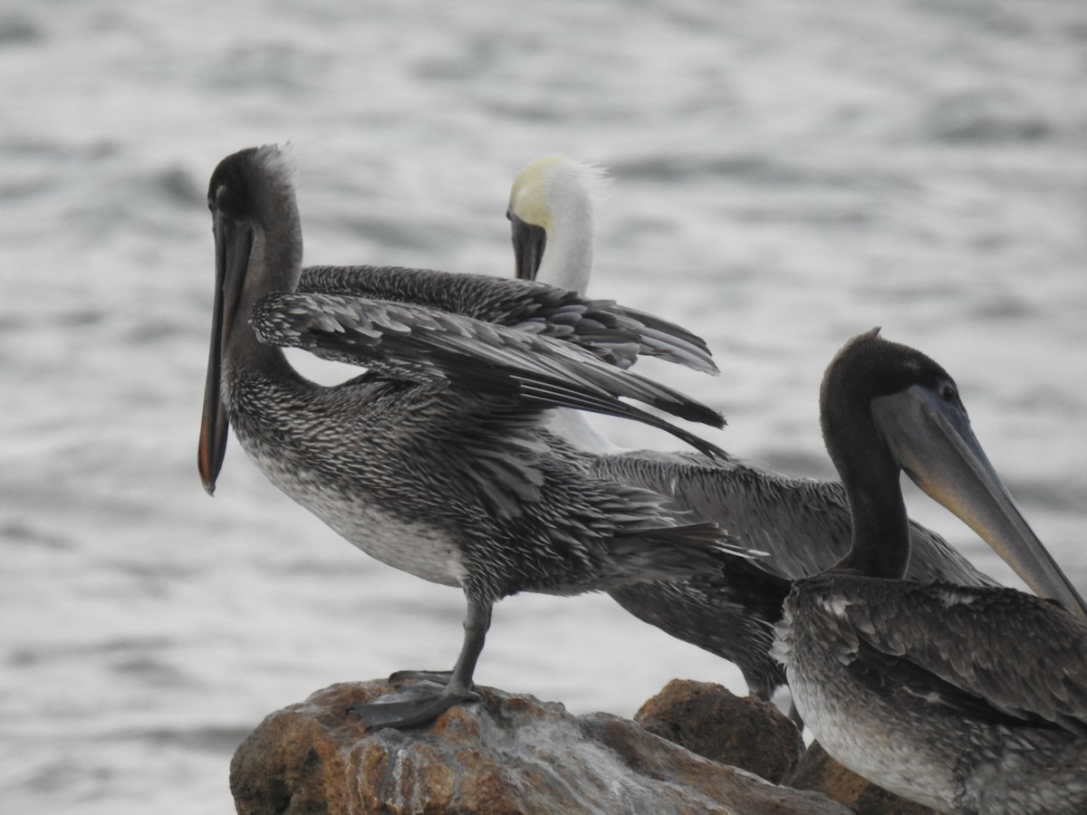 Brown Pelican - ML383712101