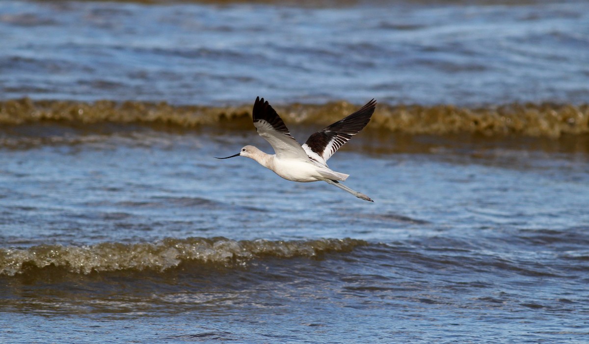 Avoceta Americana - ML38371221