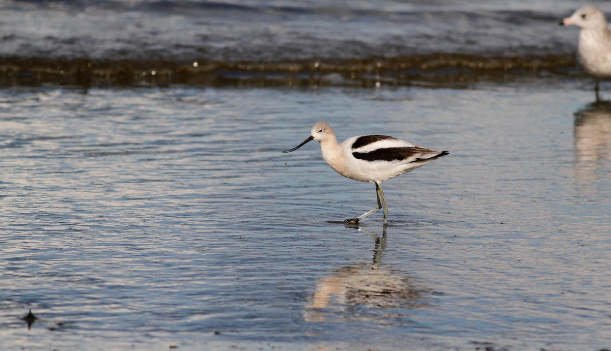 Avoceta Americana - ML38371291