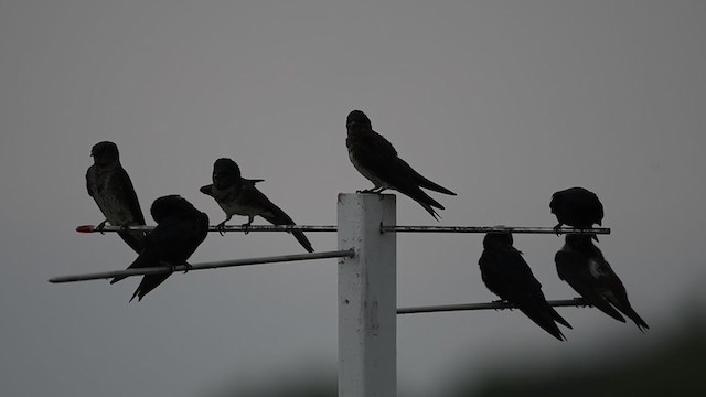 Purple Martin - ML383713221