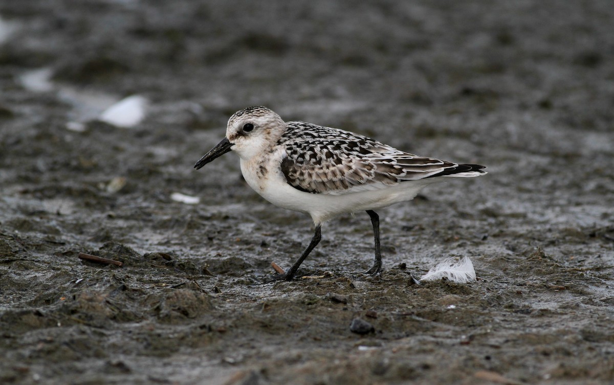 Sanderling - ML38371371