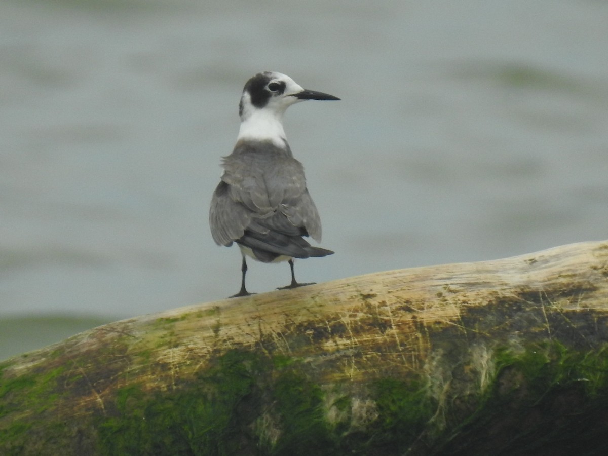 Black Tern - ML383713821