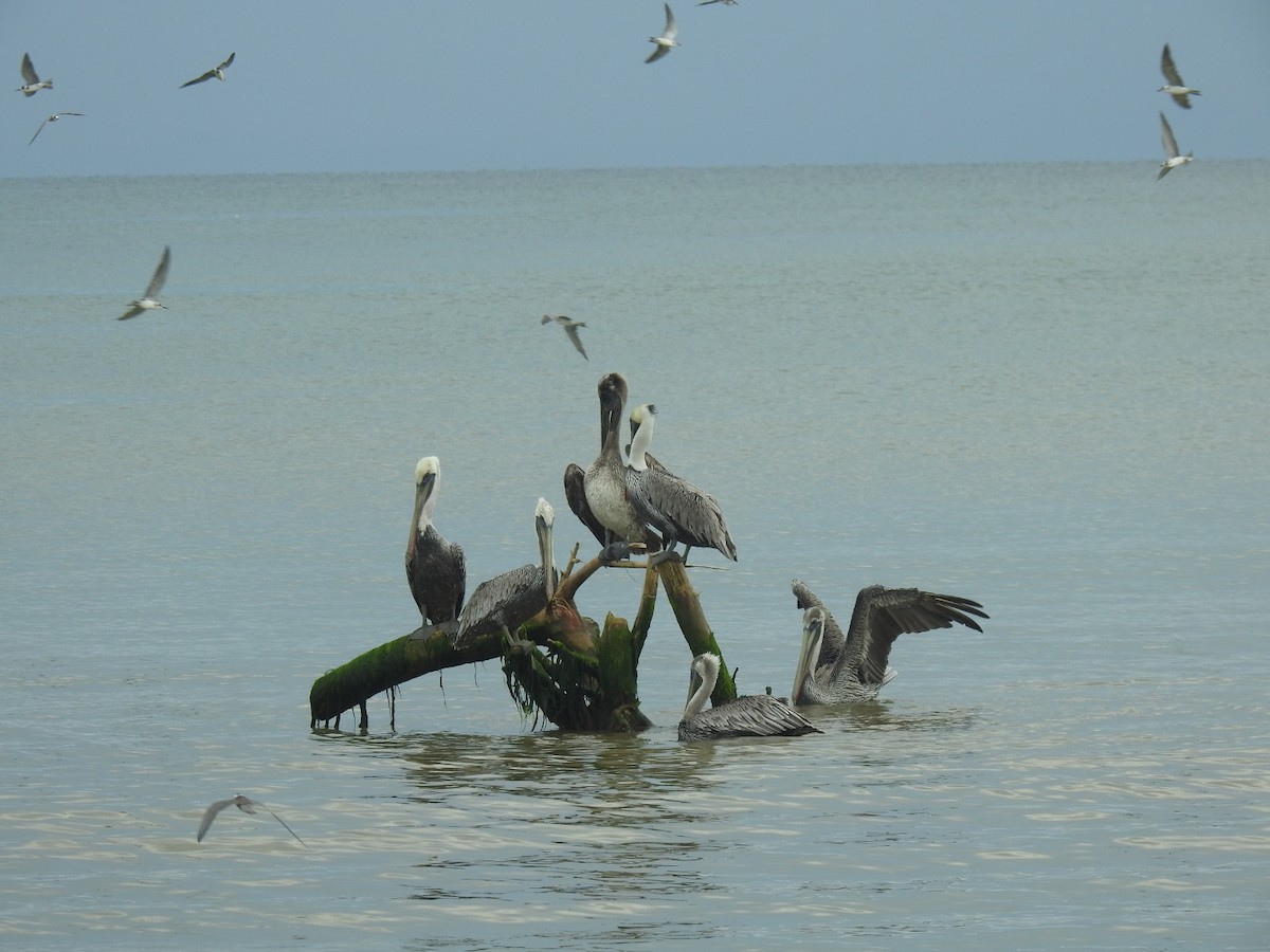 pelikán hnědý - ML383714001