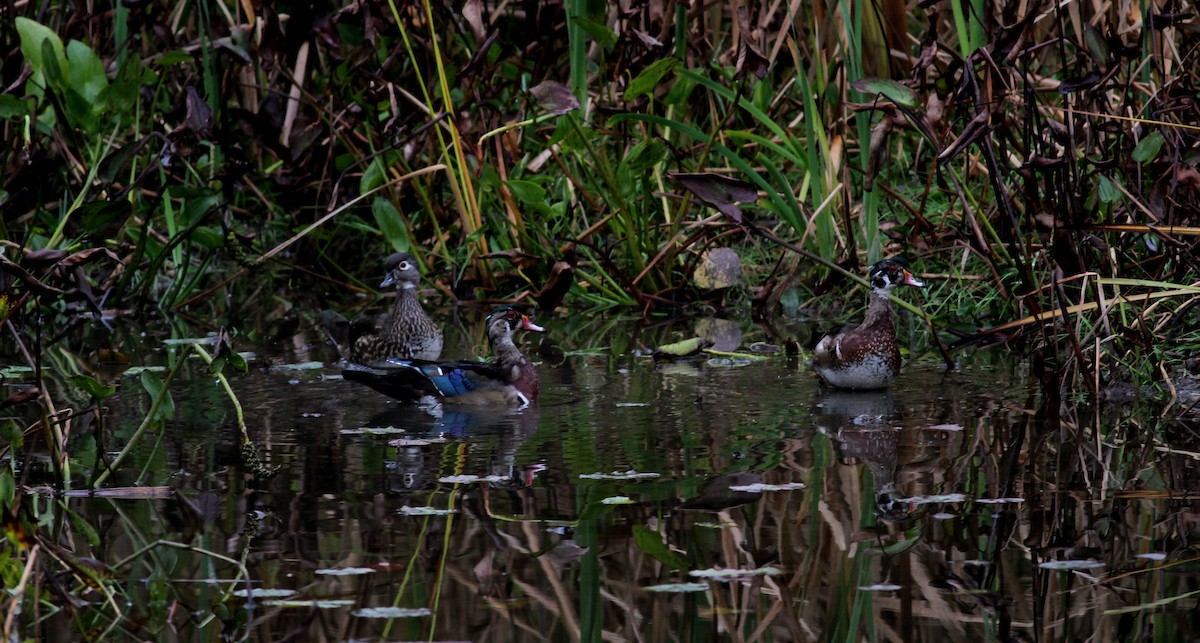 Wood Duck - Jay McGowan