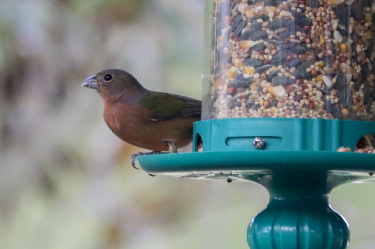 Painted Bunting - ML383716361