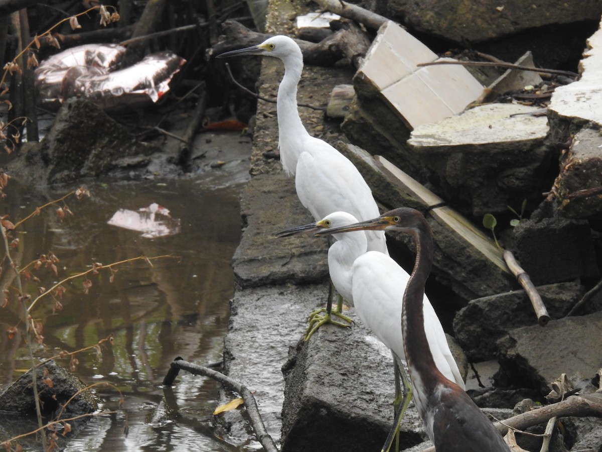 Snowy Egret - ML383716371