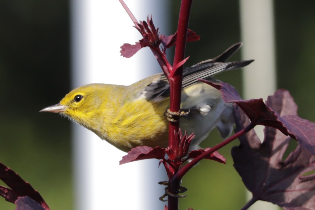 Pine Warbler - ML383716461