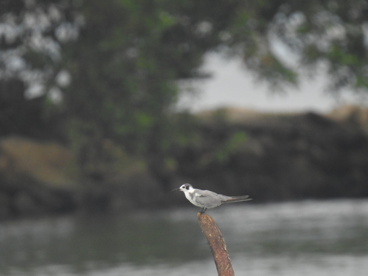 Black Tern - ML383716781