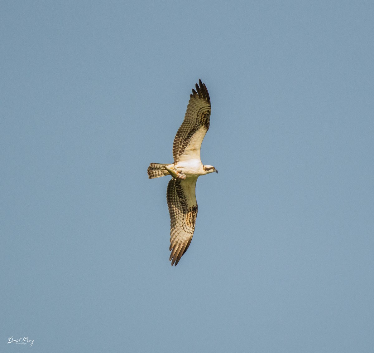 Osprey - ML383717761