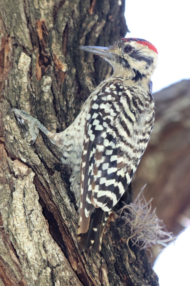 Ladder-backed Woodpecker - Angel Zakharia