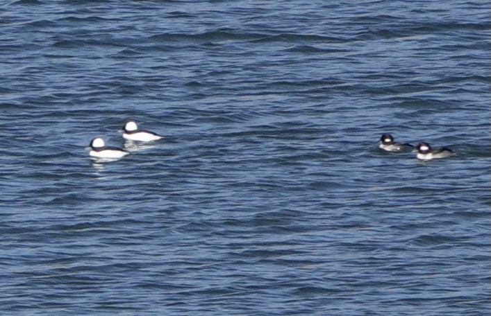 Bufflehead - ML383721931