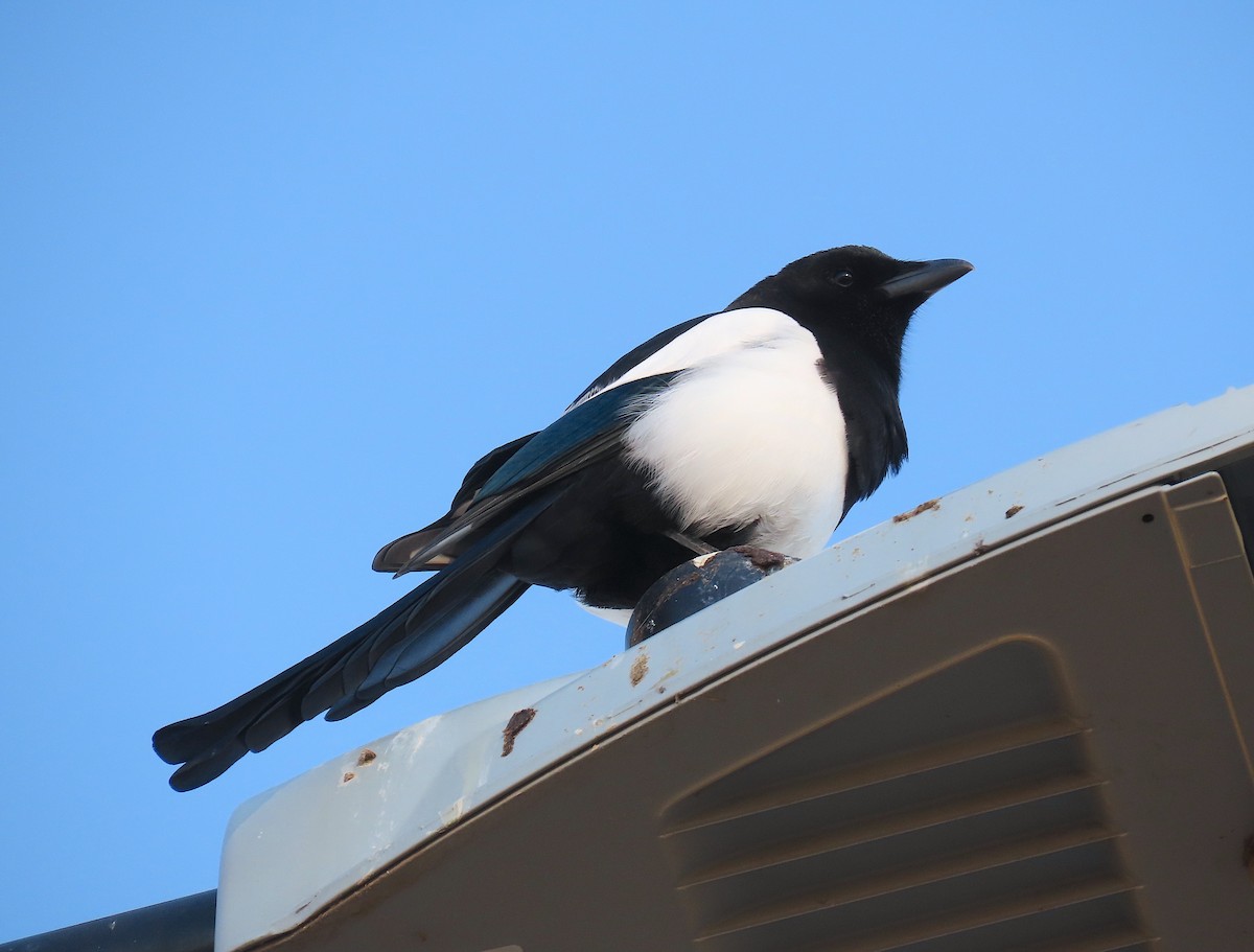 Black-billed Magpie - Ted Floyd