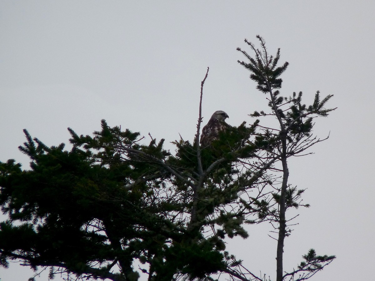 Rough-legged Hawk - ML383723071