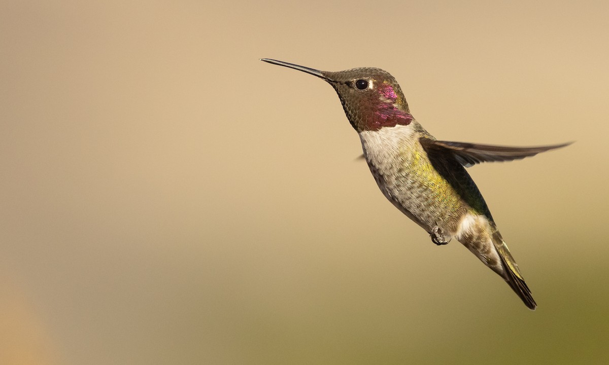 Anna's Hummingbird - ML383723681