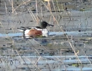 Northern Shoveler - ML383723941