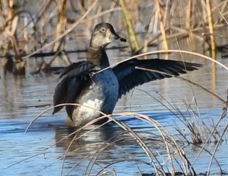 Ring-necked Duck - FELIX-MARIE AFFA'A