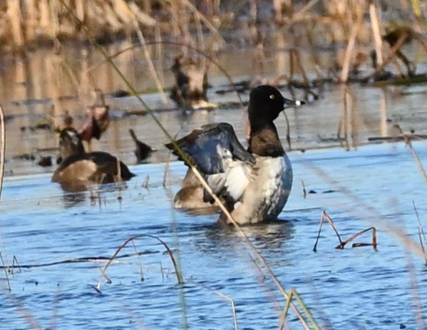 Ring-necked Duck - FELIX-MARIE AFFA'A