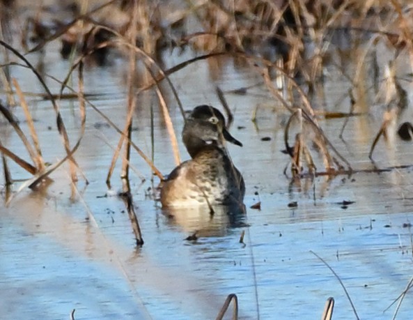 Ring-necked Duck - FELIX-MARIE AFFA'A