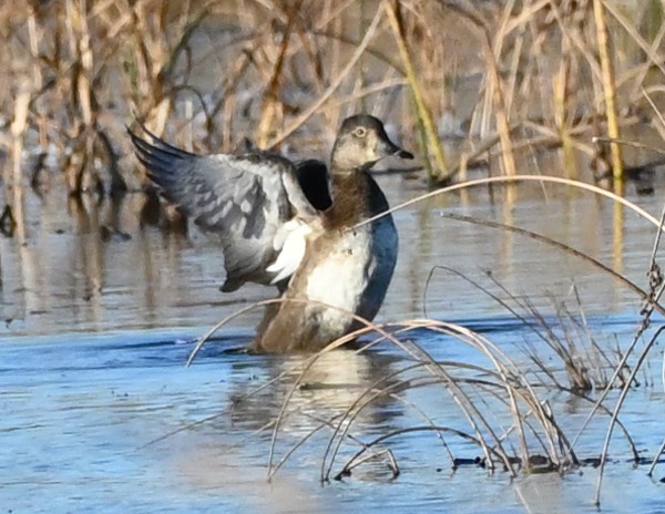 Ring-necked Duck - FELIX-MARIE AFFA'A