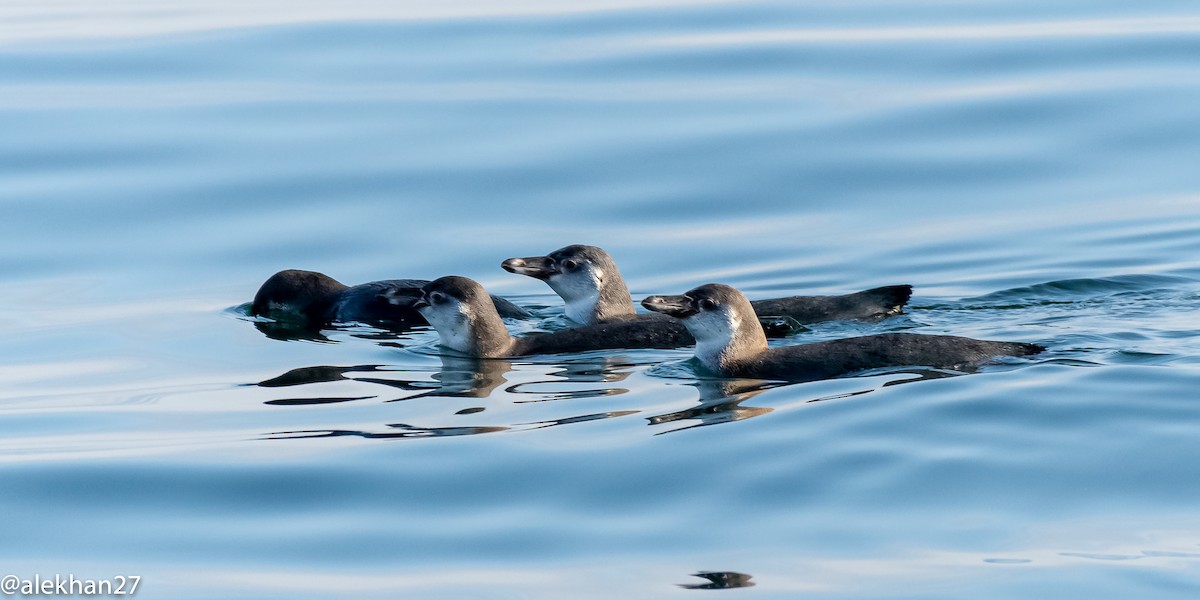 Humboldt Penguin - ML383724781
