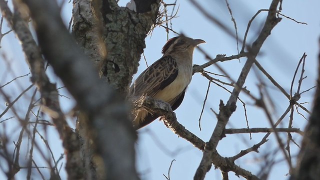 Striped Cuckoo - ML383725111