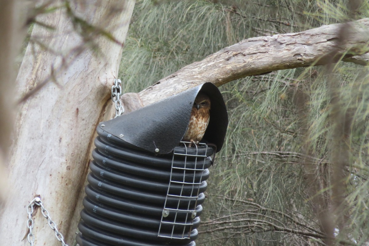 Australian Boobook - ML383727491