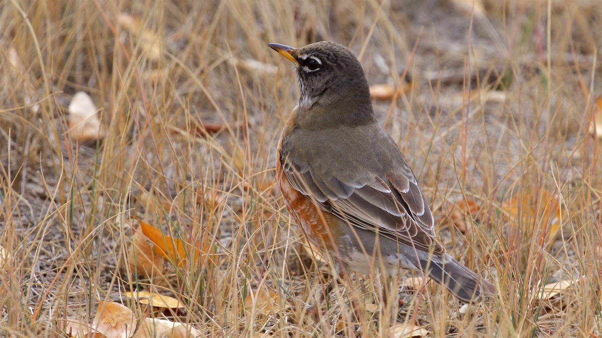 American Robin - ML383730831