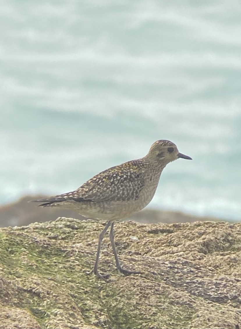 Pacific Golden-Plover - ML383732031