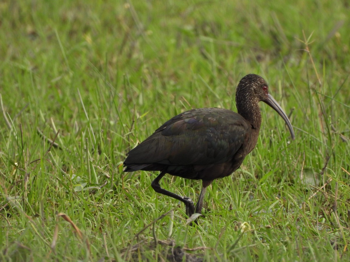 White-faced Ibis - ML383732071