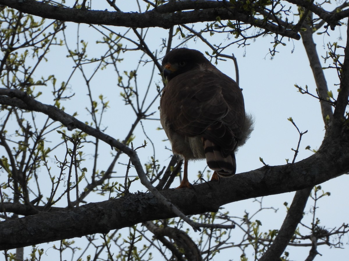 Roadside Hawk - Mauro Desch