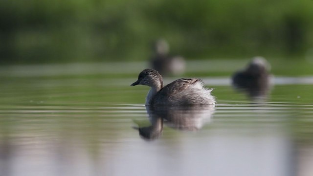 Hoary-headed Grebe - ML383733011