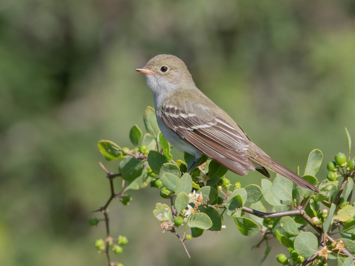 Small-billed Elaenia