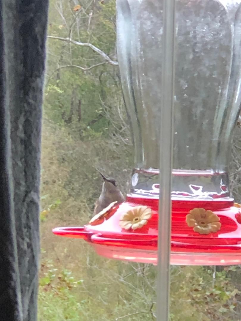 Ruby-throated Hummingbird - ML383733511