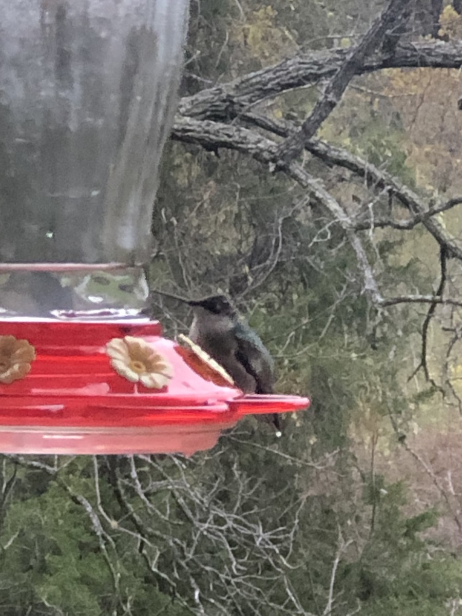 Ruby-throated Hummingbird - ML383733981