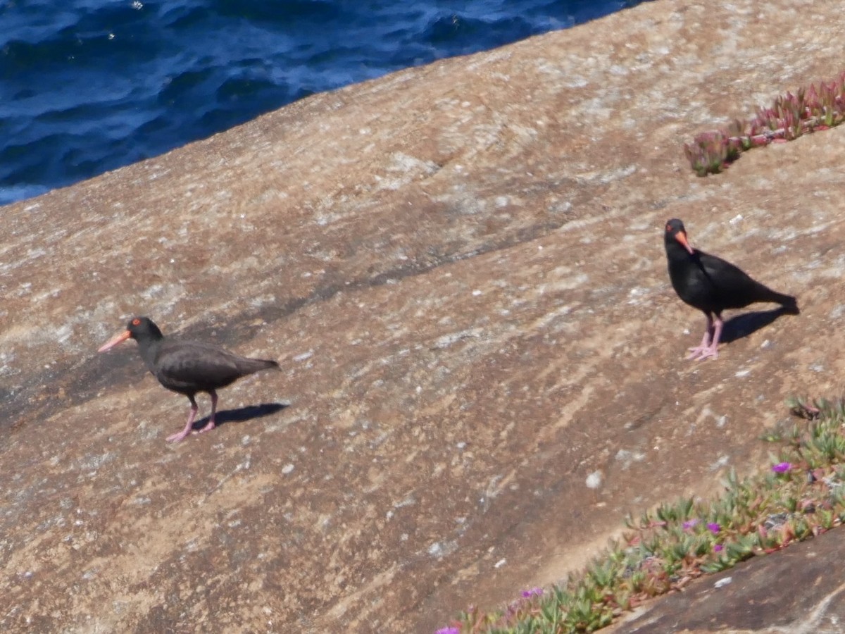 Sooty Oystercatcher - ML383734251