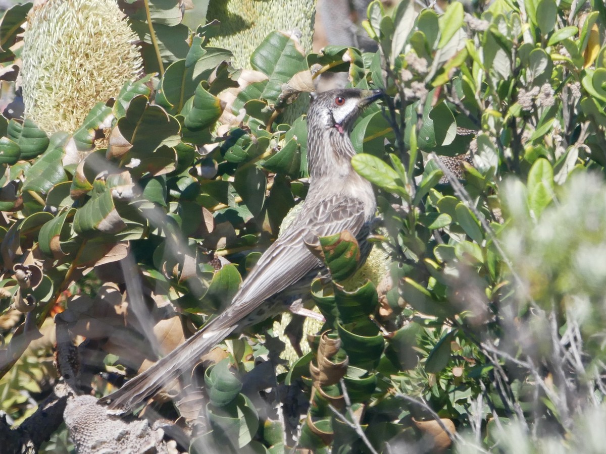 Red Wattlebird - ML383734291