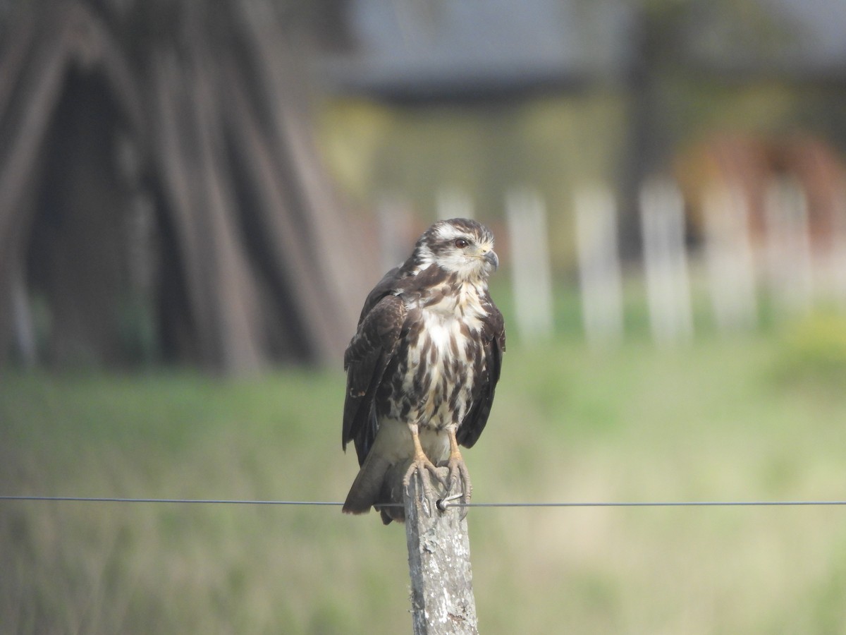 Snail Kite - ML383734581