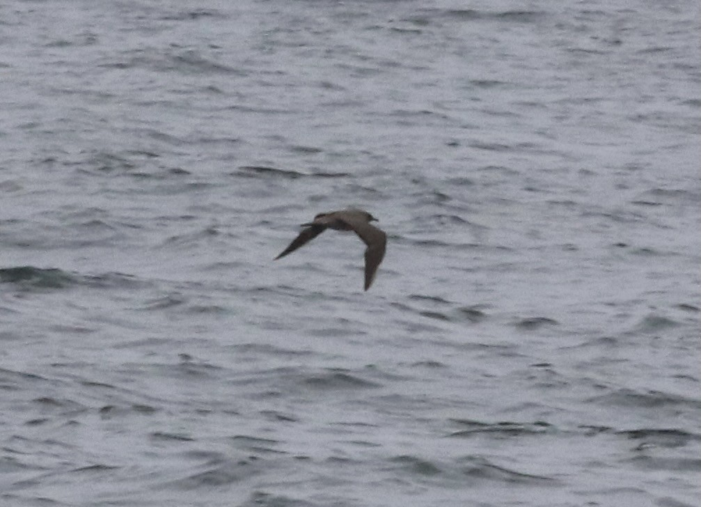 Parasitic Jaeger - Matt Yawney