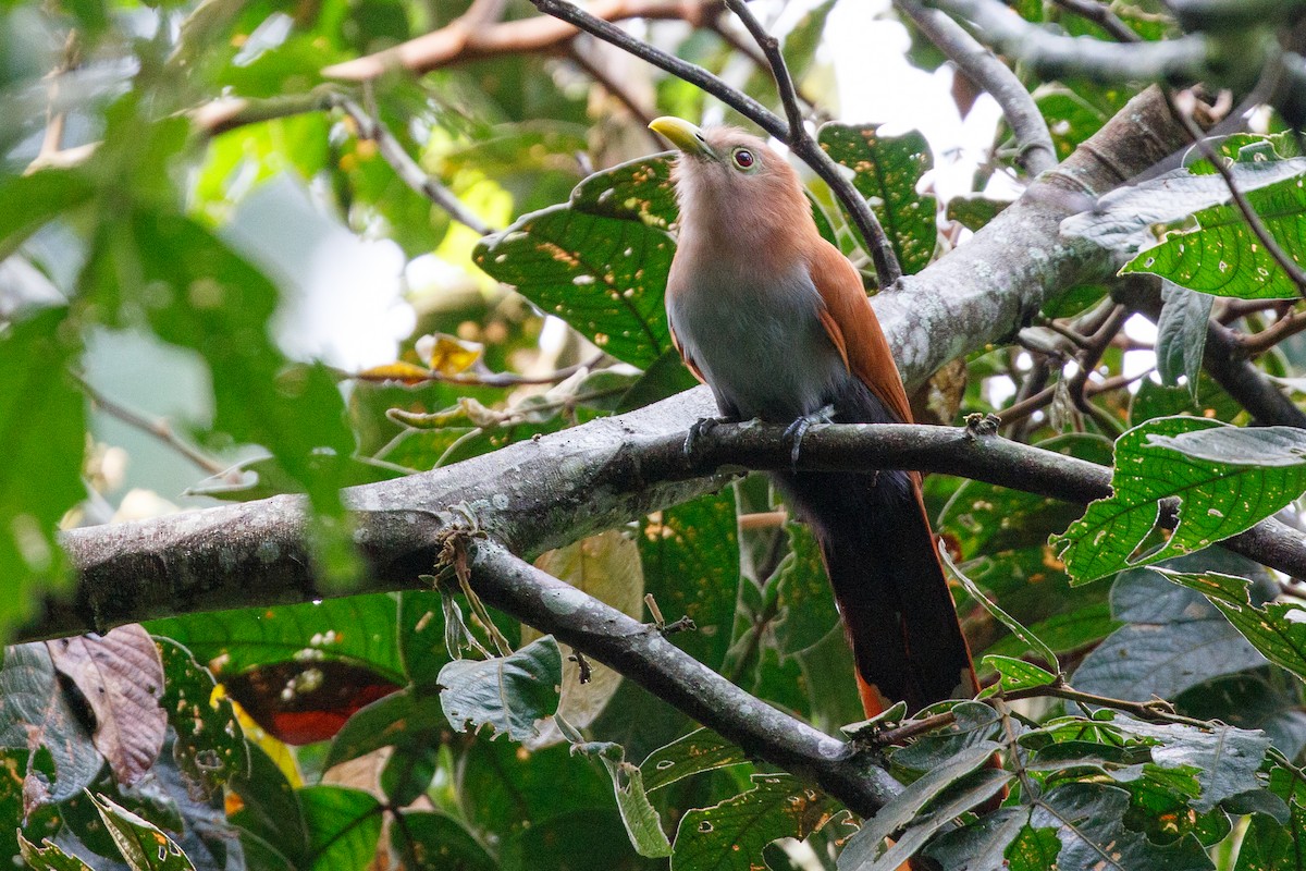 Squirrel Cuckoo - ML383735841