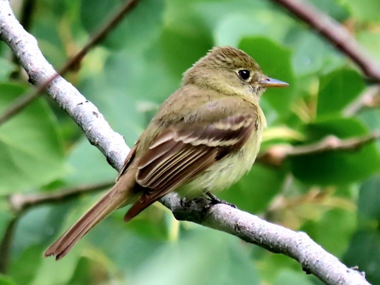 Western Flycatcher (Cordilleran) - ML383736271