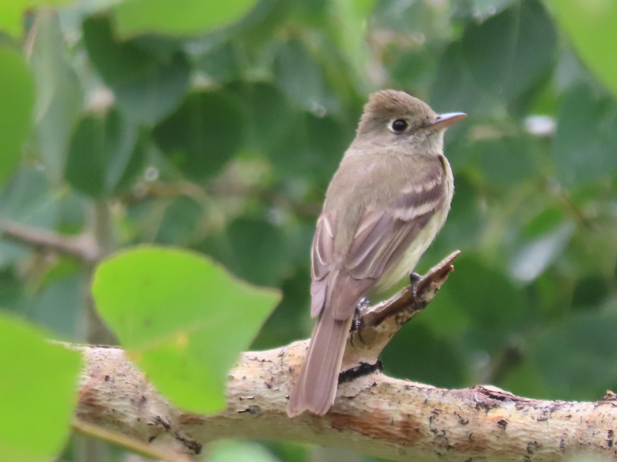 Western Flycatcher (Cordilleran) - ML383736381