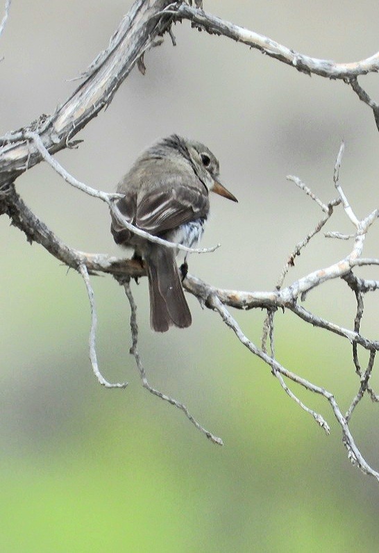 Gray Flycatcher - ML383736781