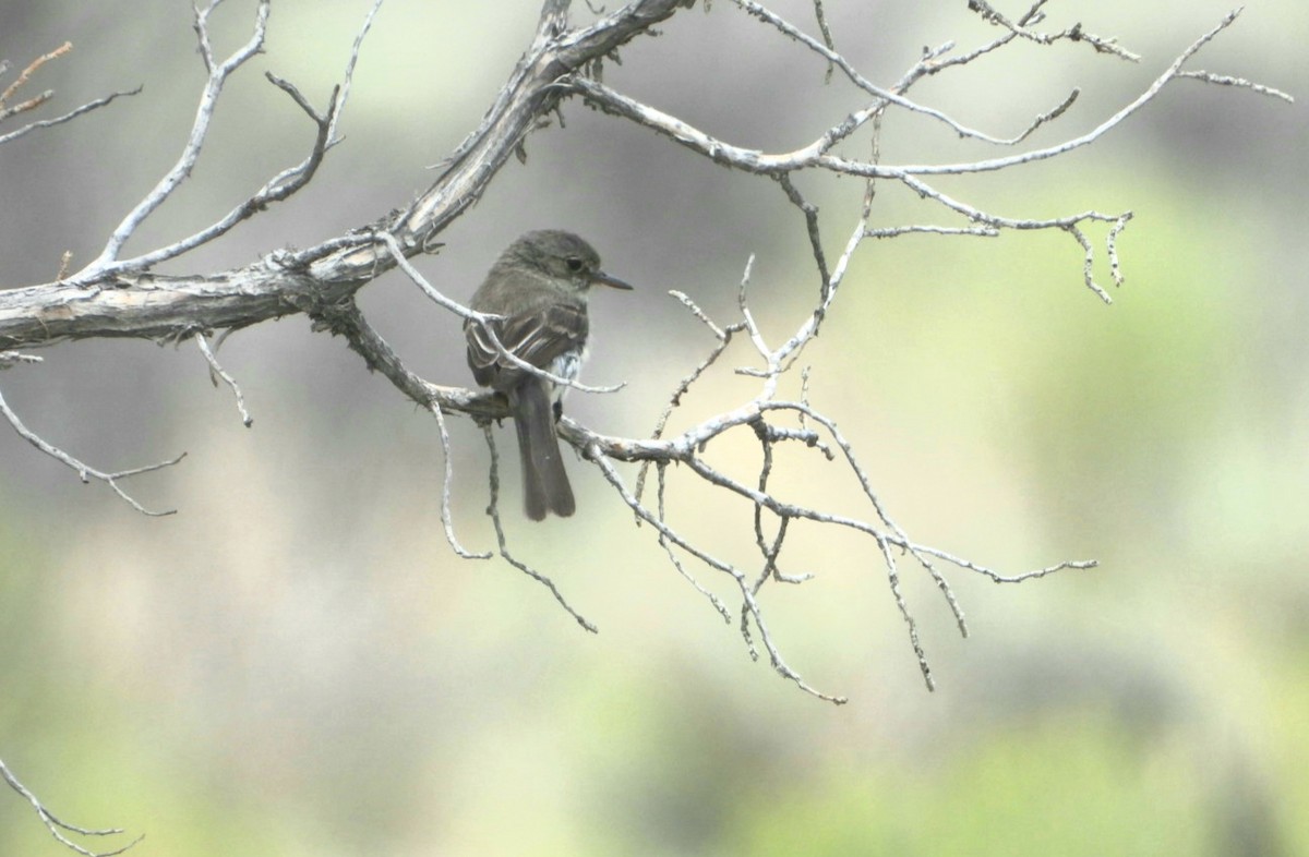 Gray Flycatcher - ML383736801