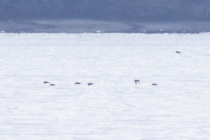 Short-tailed Shearwater - John Puschock