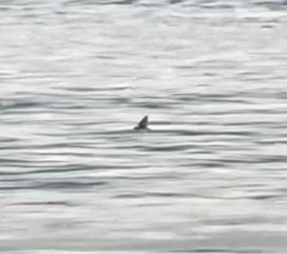 Cassin's Auklet - ML383738761