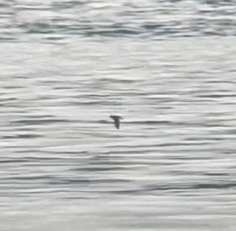 Cassin's Auklet - ML383738821