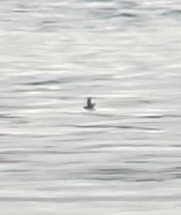 Cassin's Auklet - Raphael Fennimore