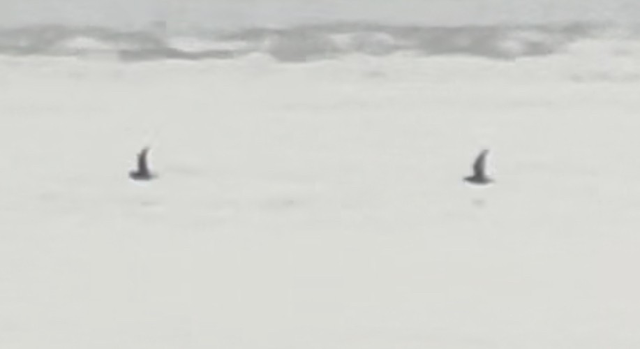 Short-tailed Shearwater - Raphael Fennimore