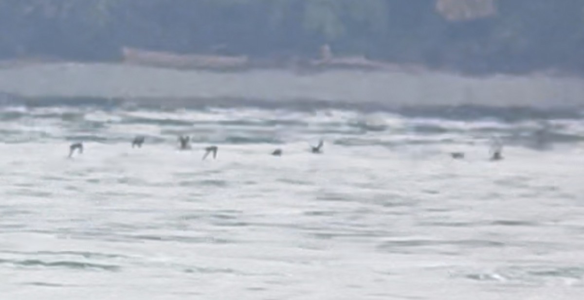 Short-tailed Shearwater - Raphael Fennimore