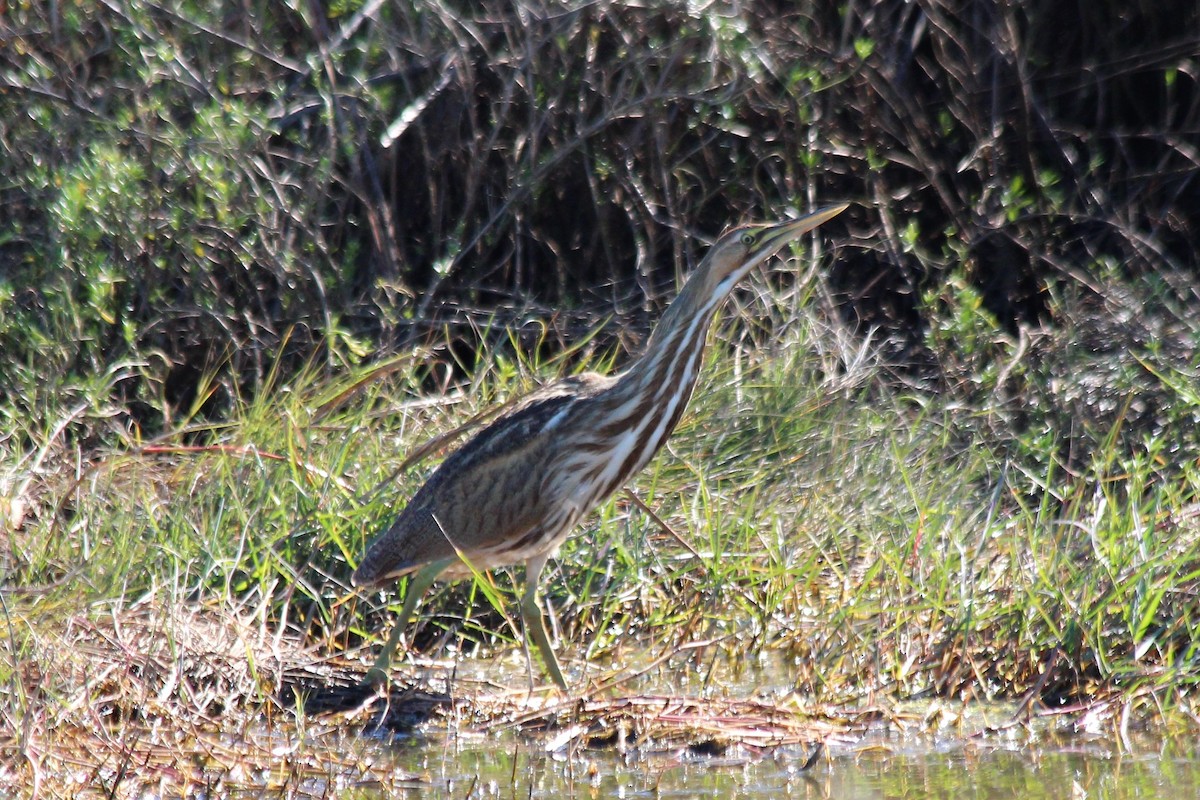 American Bittern - Angel Zakharia